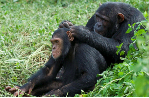 Chimps grooming. Ngamba Island Chimpanzee Sanctuary