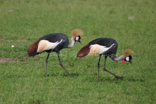 The Grey Crowned Crane, also known as the Crested Crane The Grey Crowned Crane, also known as the Crested Crane