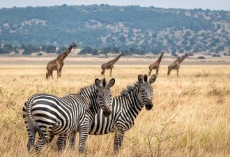 Confidence Africa Tours & Travel