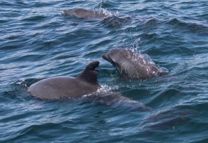 dolphin watching with the Watamu Marine Asociation Kenya dolphin watching with the Watamu Marine Asociation Kenya