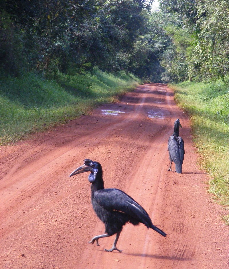 Abyssinian Ground Hornbill Murchison Falls, safari