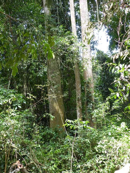 ACBF Association for Conservation of Bugoma. trees ACBF Association for Conservation of Bugoma. trees