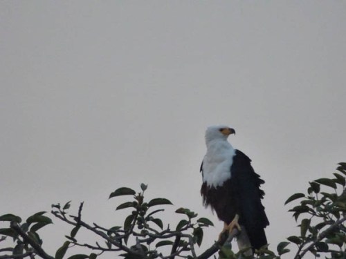 African fish eagle Jinja African fish eagle Jinja