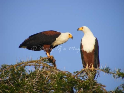 African Fish Eagles Kazinga Channel, Queen Elizabeth National Park African Fish Eagles Kazinga Channel, Queen Elizabeth National Park