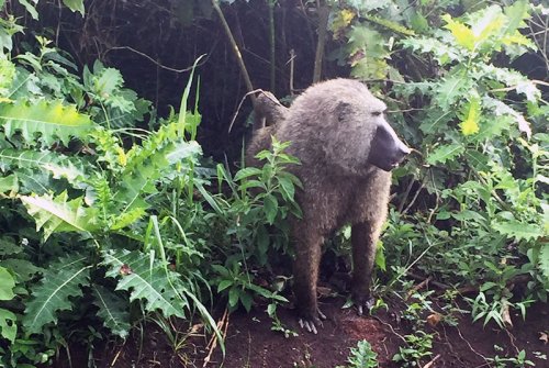 baboon Kibale Forest. Diary of a Muzungu