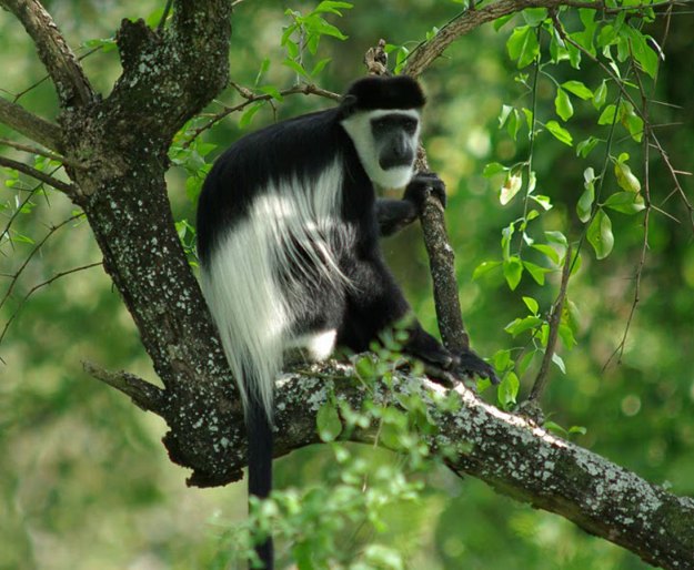 Black and white Colobus monkey. PHOTO Andy Gooch Black and white Colobus monkey. PHOTO Andy Gooch