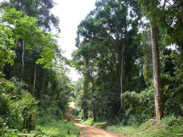 Bugoma Forest Bugoma Forest