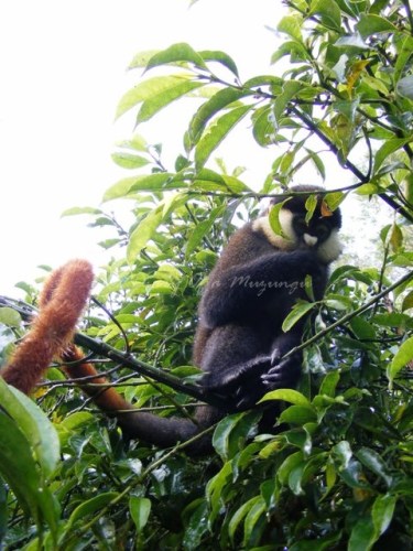 Nagawa's totem, the gorgeous Red Tailed Monkey, nkima, clan totem of the Buganda Kingdom. Bwindi Impenetrable Forest Nagawa's totem, the gorgeous Red Tailed Monkey, nkima, clan totem of the Buganda Kingdom. Bwindi Impenetrable Forest