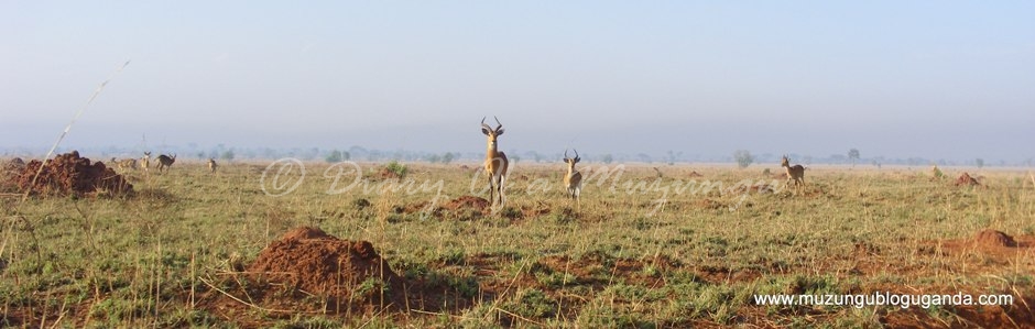 Uganda Kob and termite mounds in Murchison Falls National Park
