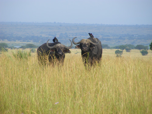 Pair of Cape Buffalo in Murchison Falls National Park, Uganda. Spot the Oxpeckers on their backs, cleaning the animals of ticks! Cape Buffalo Murchison Falls Uganda