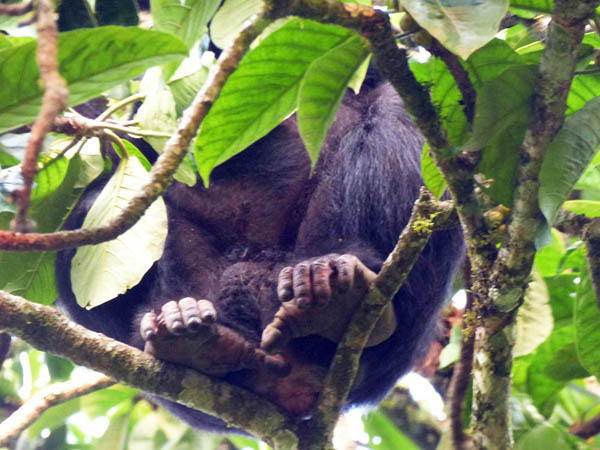 chimpanzee feet, Sunbird Hill, Kibale Forest edge chimpanzee feet, Sunbird Hill, Kibale Forest edge