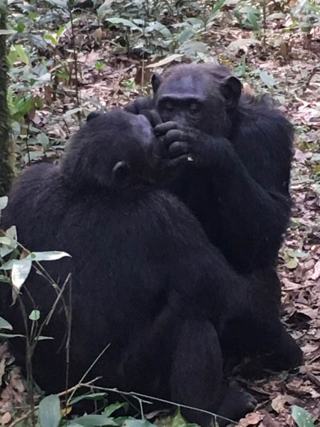 Two chimpanzees grooming. Kibale Forest, western Uganda Two chimpanzees grooming. Kibale Forest, western Uganda