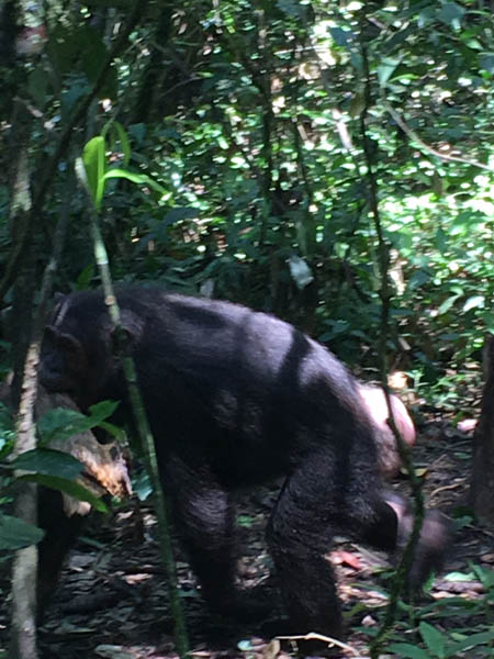 female chimp oestrus Kibale Forest female chimp oestrus Kibale Forest