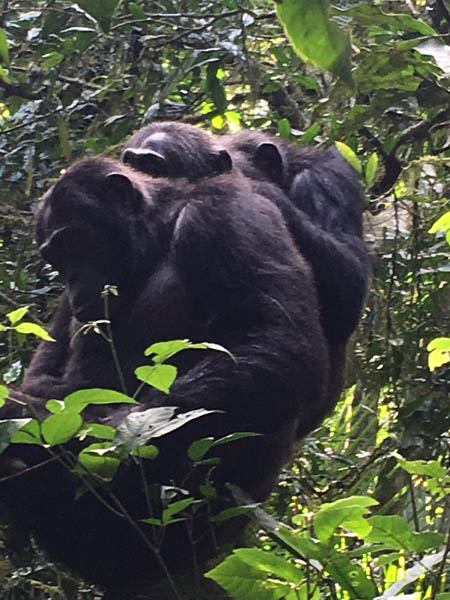 Three chimpanzees grooming. Kibale Forest, western Uganda Three chimpanzees grooming. Kibale Forest, western Uganda