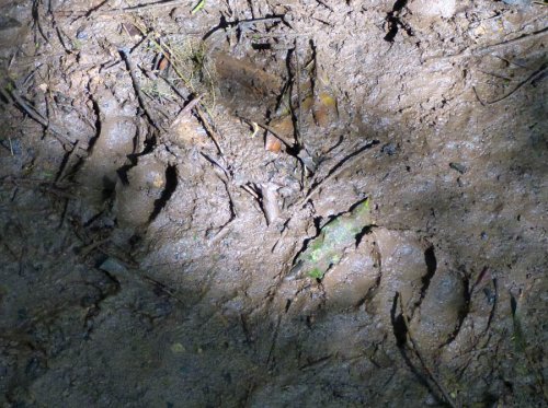 chimp tracking, Kibale Forest. Diary of a Muzungu Uganda