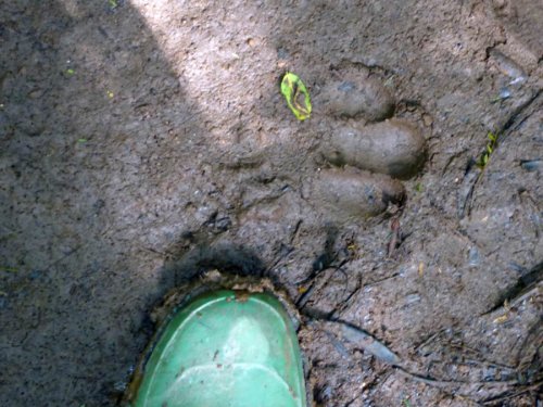 chimp tracking, Kibale Forest. Diary of a Muzungu Uganda