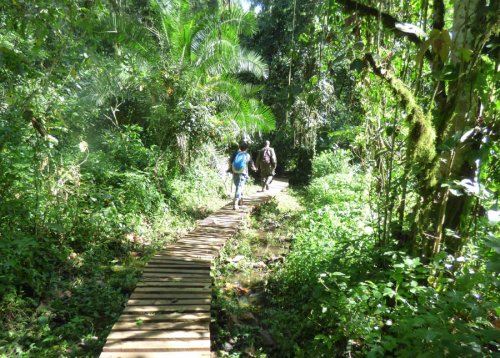 chimp tracking, Kibale Forest. Diary of a Muzungu Uganda