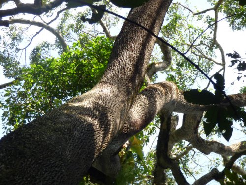 chimp tracking, Kibale Forest. Diary of a Muzungu Uganda