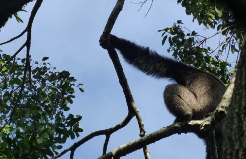 chimp tracking, Kibale Forest. Diary of a Muzungu Uganda