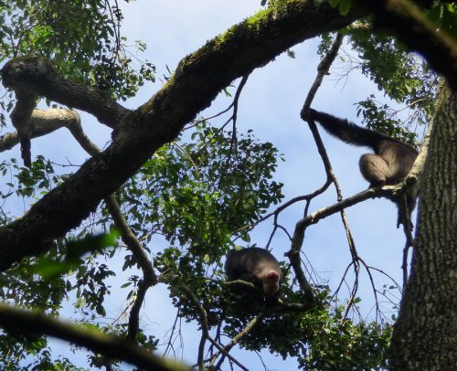 chimp tracking, Kibale Forest. Diary of a Muzungu Uganda