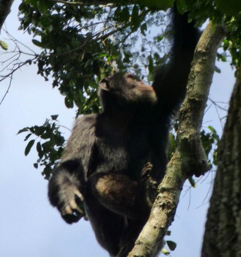 chimp tracking, Kibale Forest. Diary of a Muzungu Uganda