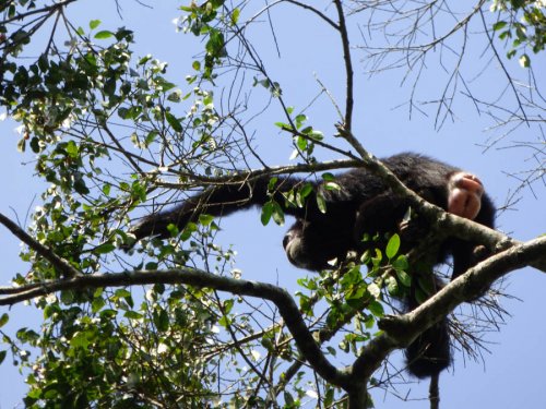 chimp tracking, Kibale Forest. Diary of a Muzungu Uganda