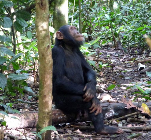 chimp tracking, Kibale Forest. Diary of a Muzungu Uganda