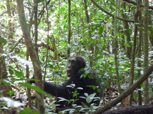 chimp tracking, Kibale Forest. Diary of a Muzungu Uganda