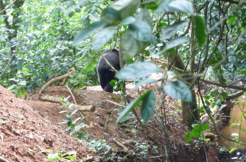 chimp tracking, Kibale Forest. Diary of a Muzungu Uganda