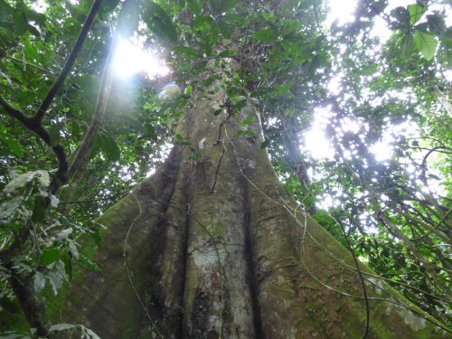 chimp tracking, Kibale Forest. Diary of a Muzungu Uganda