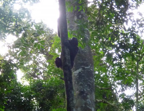 chimp tracking, Kibale Forest. Diary of a Muzungu Uganda