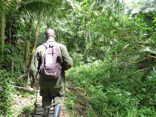 chimp tracking, Kibale Forest. Diary of a Muzungu Uganda