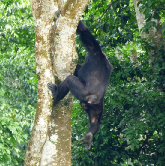 chimpanzee climbing down tree, Kibale Forest Sunbird Hill chimpanzee climbing down tree, Kibale Forest Sunbird Hill