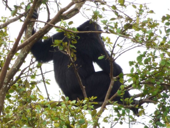 chimpanzee Kibale Forest Sunbird Hill chimpanzee Kibale Forest Sunbird Hill