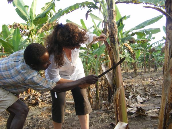 Muzungu banana pruning. Deo's model homestead, Ishasha Muzungu banana pruning. Deo's model homestead, Ishasha