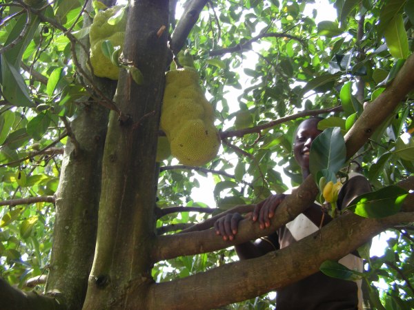 jackfruit tree, Deo's community tourism Uganda Ishasha jackfruit tree, Deo's community tourism Uganda Ishasha