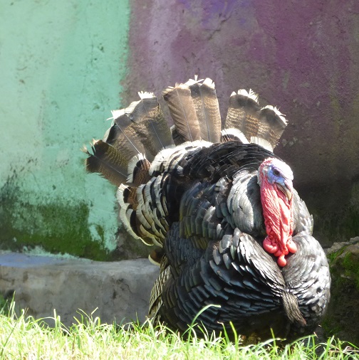 Easter the turkey Easter the turkey