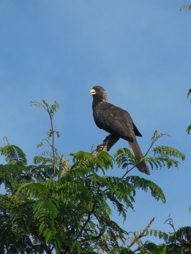 eastern-grey-plaintain-eater-kyaninga-lodge-near-fort-portal