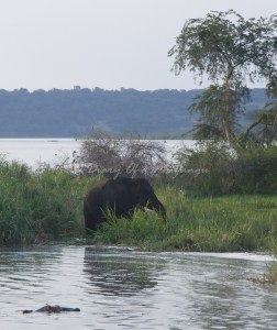 Bull elephant along the Kazinga Channel, Queen Elizabeth National Park Bull elephant along the Kazinga Channel, Queen Elizabeth National Park - why I love Uganda