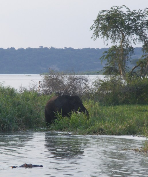 Bull elephant along the Kazinga Channel, Queen Elizabeth National Park Bull elephant along the Kazinga Channel, Queen Elizabeth National Park