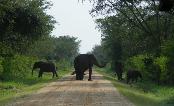 Elephants Maramagambo Forest Queen Elizabeth National Park Elephants Maramagambo Forest Queen Elizabeth National Park