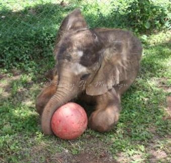 Baby elephant Charles at five months old Baby elephant Charles at five months old