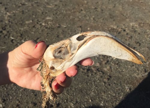 flamingo skull. Lake Elmenteita Serena Camp. Diary of a Muzungu
