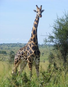 Rothschild's Giraffe, Murchison Falls National Park Rothschild's Giraffe, Murchison Falls National Park