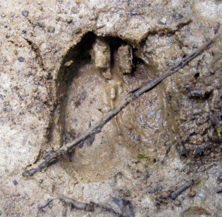 Duiker footprint, hiking Bwindi Duiker footprint, hiking Bwindi