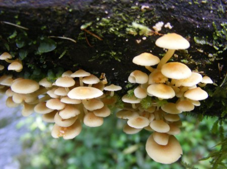 fungus, hiking Bwindi fungus, hiking Bwindi