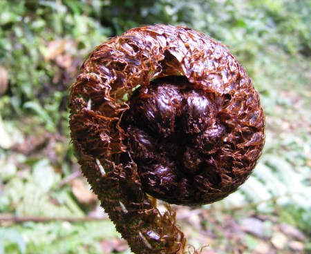 ferns hiking Bwindi ferns. hiking Bwindi