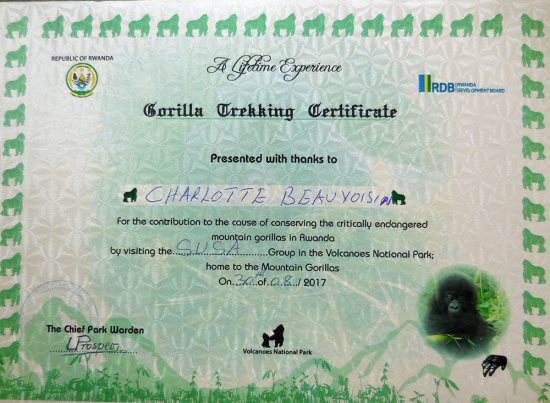 Gorilla tracking certificate Rwanda. Diary of a Muzungu Gorilla tracking certificate Rwanda. Diary of a Muzungu