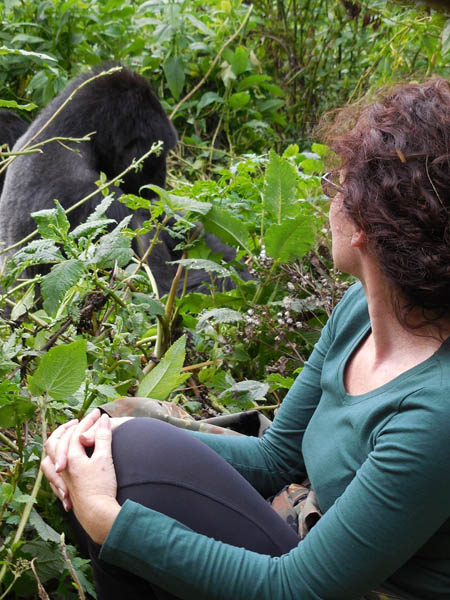 close gorilla encounter Rwanda's Susa family close gorilla encounter Rwanda's Susa family