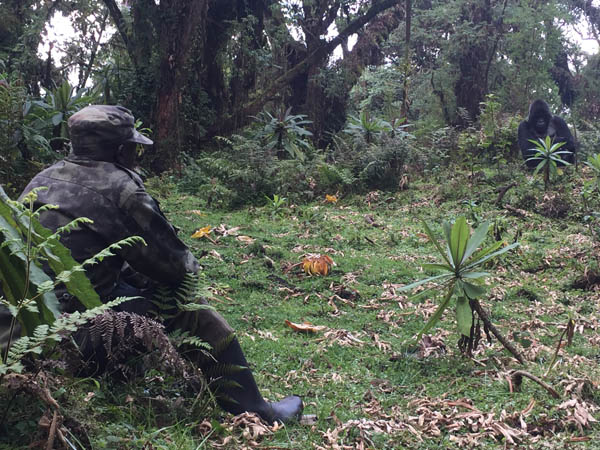Volcanoes National Park ranger guide watches male mountain gorilla Volcanoes National Park ranger guide watches male mountain gorilla